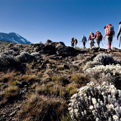 Kilimanjaro Grand Expedition – Umbwe Route