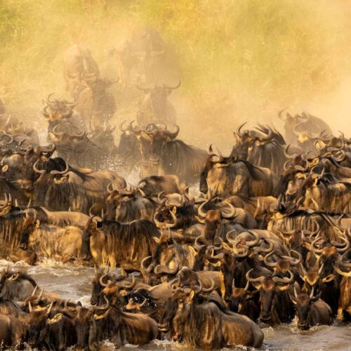 The Great Migration Experience