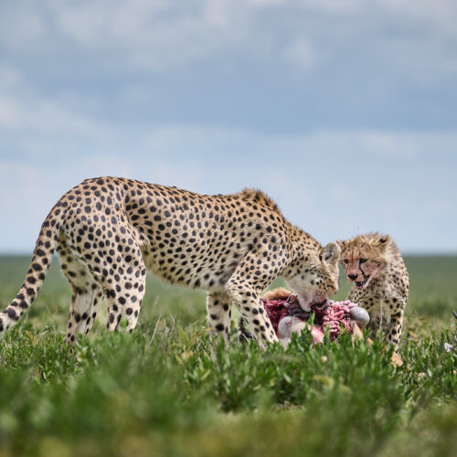 Serengeti Wildlife Escape