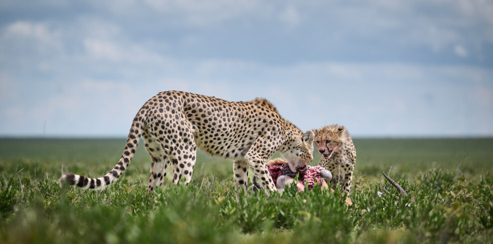 Ghepards-feeding