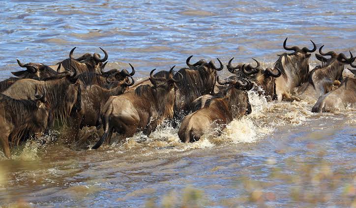 The Ultimate Guide to Experiencing the Great Migration in Tanzania
