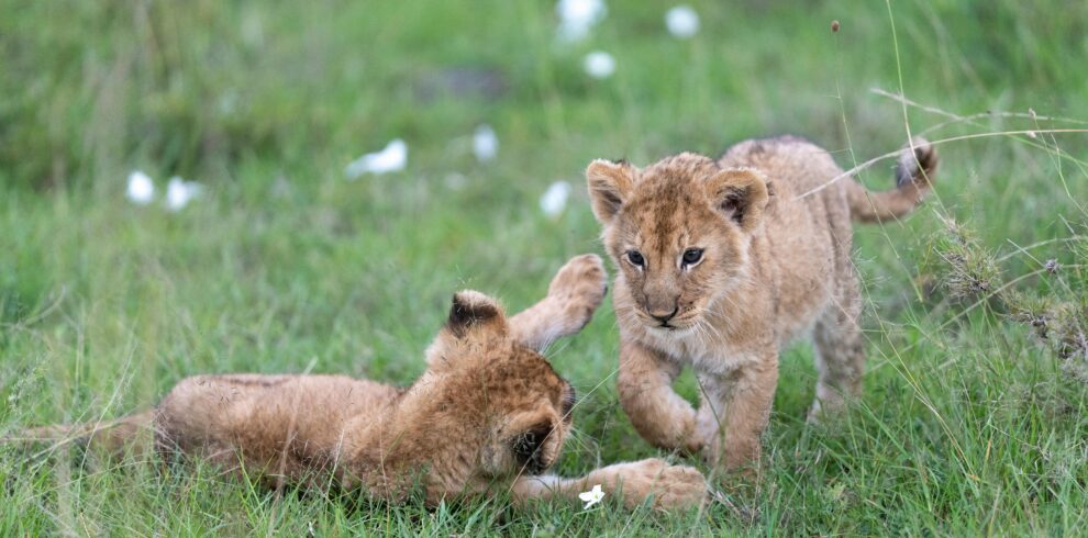 Top 10 Places to Visit in Tanzania for an Unforgettable Adventure